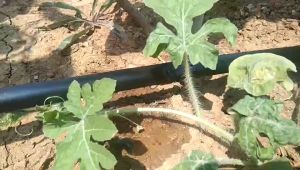 100 meter - Selang Drip Tape 16 mm Emitter spacing 10 cm 15 cm 20 cm 25 cm 30 cm 40 cm 50 cm 60 cm Polos (tanpa lubang) . Drip irrigation irigasi tetes.