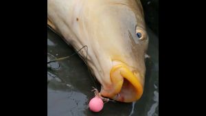 เหยื่อตกปลา Boilies ลูกบอลตกปลา ลอยน้ำ ใช้แทนตัวเกี่ยวตกปลา ใช้ดีมากๆ