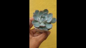 ต้นไม้อวบน้ำ กุหลาบหิน อิชิเวเรีย มอร์นิ่ง ดิวตี้ Echeveria Morning Beauty กับ ผ้าดิวผักแดง ราคา 1,000 วัน