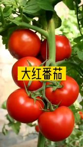 Tomatoes SeedsVegatable seeds/Biji Benih Tomato (30 seeds)