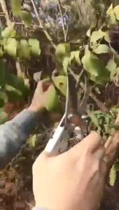 SK5 กรรไกรตัดกิ่งไม้ อุปกรณ์ทำสวน กรรไกรตัดผ้า กรรไกรตัดหญ้า กรรไกรตัดแต่งกิ่งไม้ มีดตอนกิ่งไม้ คีมตอนกิ่งไม้ กันไกรตัดกิ่ง