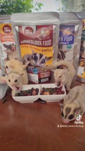 Thức Ăn Sóc Bay Úc Pet Heng  FREE SHIP  Pet Heng Thái Lan Sugar Glider Food ThỏBọSócChinchilla Thức Ăn Cho Thú Cưng Nhỏ Thức Ăn Đa Dạng Cho Động Vật Nhỏ - Lazada