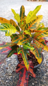 โกสนตรีเพชร ขนาดถุง 6 นิ้ว ไม้แดด ไม้สีแดง ใบตรี ไม้มงคล