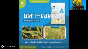 บลา-เอส ยกลัง (100 กรัมx 10 ซอง)ไตรไซคลาโซล ป้องกันและกำจัดโรคไหม้และโรคเน่าคอรวงในข้าว