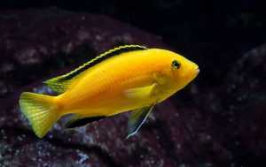 Electric Yellow Cichlid/Ornamental fish/Freshwater/Readystock