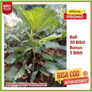 30 Bibit Pohon Aren Genjah Siap Tanam + Bonus