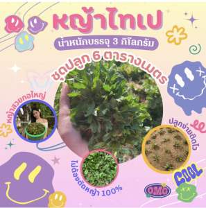 หญ้าไทเป ชุดปลูก6ตารางเมตร ของแท้ สดใหม่