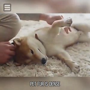 Ticks and fleas killer for dog 500ml Kill all the bugs Tick and Flea Spray Anti ticks and fleas for dogs Pet insecticide spray Dog spray for ticks and fleasPet spray Plant formula for cats and dogs Non-toxic Pets can lick