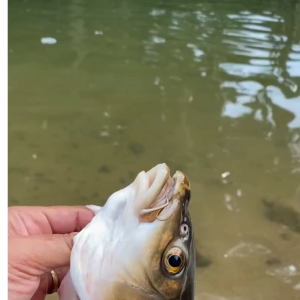 Essen Ikan Liaran - Essence Pancing Aroma Gurih & Amis Untuk Ikan Mahseer Ikan Dewa Mas Lele Tombro Bawal Nila Bandeng essen juara