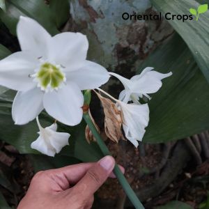 Amaryllis White Flower 3 pcs. Bulb for Planting Outdoor Garden