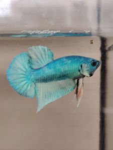 Haftmoon Plakat Betta Fish A3 - Light Green 2 (Junior)