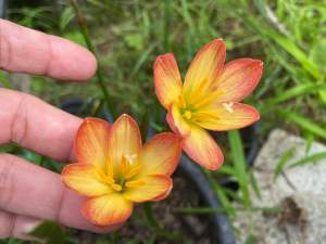 C.หัวดอกบัวดิน Yellow Robe หัวละ 15 บาท