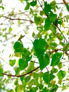 Quạt Mini Chân Kẹp Đa Năng Fan Wind 3Speed 🔰Phụ Kiện Thuận Lợi🔰