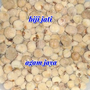 biji jati sudah berlubang isi 10 biji