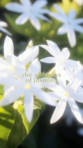 DEWDROP. Extrait De Parfum Balinese Jasmine Tea