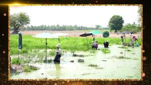 แห้วเฟร้นช์ฟรายด์ สุพรรณบุรี