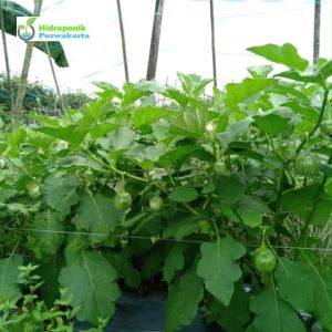 BENIH TERONG LALAP PIPIT ISI 10 GRAM CAP MUTIARA BUMI