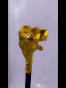 Tongkat  Puteri Tongkat Tongkat  Tongkat  Tongkat  Ratu Cleopatra Alat Peraga Tongkat  Firaun Tongkat Kepala Ular