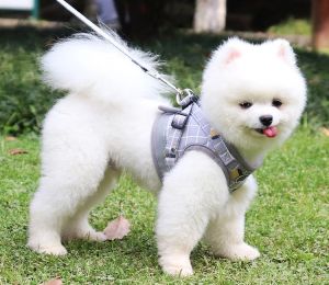 Adjustable Tank Top Chest Strap Pet Traction Rope Pet Cat Dog Cute Plaid Strap