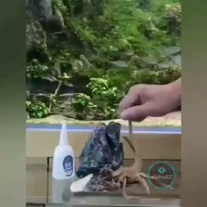 🇲🇾 Aquarium Quick Dry / Gel Glue Guo Elephant Moss Plant Glue for Aquascape Aquascaping Wood Moss Stone Hardscape