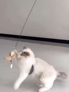 เล่นเมา เล่นเมา เล่นน้องแมว D&C House ไม้กายสิทธิ์แมว มีเลือนความล่อ ไม้ล่อแมว และไม้ตกแมว