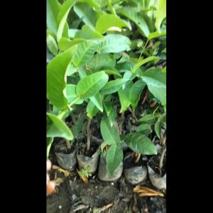 Bibit Jambu Air Kancing Super Okulasi