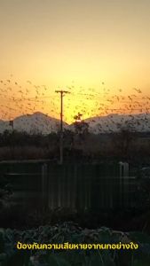 COD เครื่องไล่นก ไล่แมลงอัลตรา พลังงานแสงอาทิตย์ ไล่สัตว์ อัลตราโซนิก 360° เครื่องไล่แมว เครื่องไล่สัตว์ เครื่องไล่นก