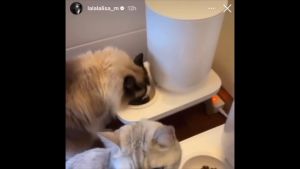 [Duit The Table+ เครื่องให้อาหารอัตโนมัติ](Duit The Table+ เครื่องให้อาหารอัตโนมัติ)