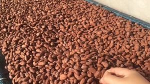 Cocoa Camomile Tea-เปลือกโกโก้(กะลาโกโก้)+ดอกคาโมมายอบแห้ง