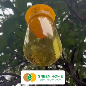 Combo Lồng Bẫy Ruồi Vàng + Chế Phẩm Dẫn Dụ VIZUBON-D GreenHome Giải Pháp Diệt Ruồi Đục Trái Hiệu Quả