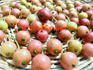 ลูกตะขบจากธรรมชาติเก็บสดจากต้นก่อนส่ง สินค้ามีพร้อมส่ง