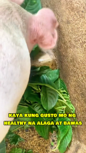 Madre de agua 2+1 live plant seeded may dahon at ugat na kaya sigurado buhay pang kain ng manok