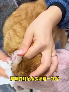 Dung Dịch Vệ Sinh Tai Tự Nhiên Cho Chó & Mèo - Loại Bỏ Ráy Tai & Ve Tai Khử Mùi Giảm Ngứa Không Gây Kích Ứng