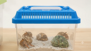 Ốc mượn hồn ốc rụt rè hermit crab đẹp tự nhiên nhiều size mini baby S nuôi cảnh trang trí. Ốc Mượn Hồn HCM