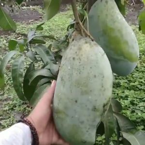 Pohon / Bibit Mangga Mahatir Super Jumbo Cepat Berbuah