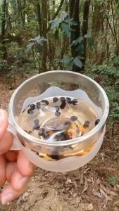 Trà mầm đỗ đen lòng xanh và gạo Lứt đỏ Điện Biên - Hộp 500 gr