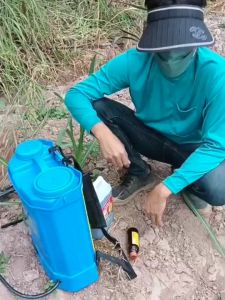 สารกำจัดวัชพืชแบบอินทรีย์ โดมิกา สูตรทนฝน (ซื้อ1เเถม1) กำจัดแห้วหมู ในไร่อ้อย ฉีดโดนต้น โดนใบได้ อ้อยไม่ตาย ส่งฟรี