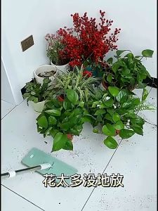 Spring Homeที่แขวนกระถางต้นไม้แบบเหล็ก ลายใบไม้ ที่แขวนกระถางกลม แขวนอยู่ กระถางแขวนผนัง ตกแต่งระเบียง