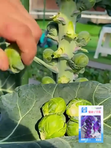 Bibit Kubis Mini Brussels Sprout 250 Butir Sayuran Unik Hasil Panen Melimpah Pack Aman Untuk Pengiriman