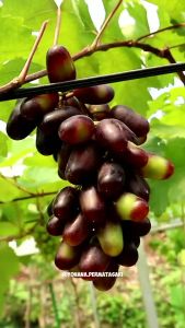 BIBIT ANGGUR IMPORT JULIAN (hasil grafting) cepat berbuah