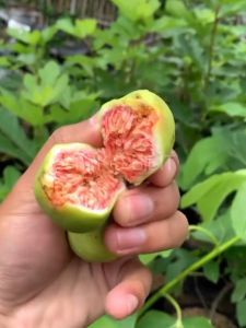 Bibit Buah Tin Green Tin Hijau Manis Rajin Berbuah Siap Tanam