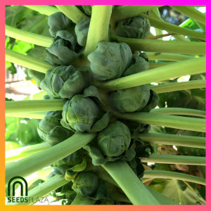 SeedsPLAZA™ - Brussels Sprout Long Island Heirloom Seeds for Planting Vegetable Plants (20 Seed) F1 Brussel Sproud Plant