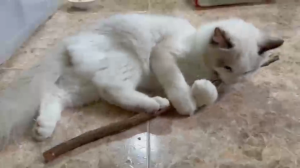 [Extra Large] Natural Silvervine Sticks | Catnip Sticks | Matatabi Chew Stick Teeth Molar Chew