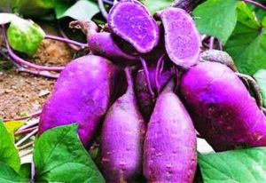 Bibit Ketela Rambat Manis Stek Cutting Umbi Ubi Jalar Super Unggul Siap tanam Tanaman Pohon Ketela Segar