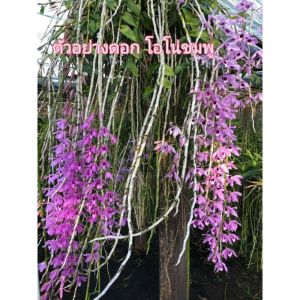 กล้วยไม้เอื้องสายโอโน่ชมพู ฤดูดอกกุมภาพันธ์-มีนาคม กอใหญ่สวยๆ