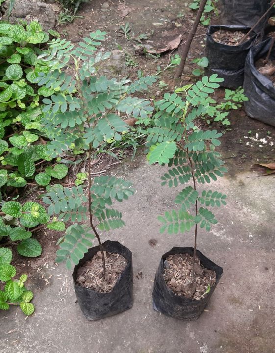 Sampaloc Sampalok Seedling | Lazada PH