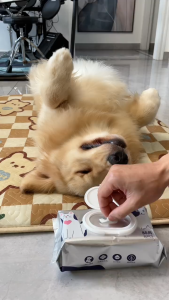 Pet Wipes 80PCS ทิชชู่เปียก กระดาษเปียก ทิชชูเปียกเด็ก ผ้าเปียก กระดาษทิชชู่เปียก ทิชชู่เปียกสําหรับเด็กผ้านุ่มชุ่มชื่น ระดับความปลอดภัยสูง ทิชชู่เปียกเด็กผ้านุ่มชุ่มชื่น