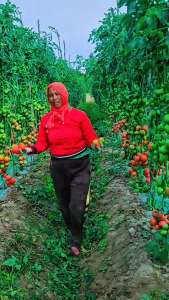 Benih tomat FASTOP | Benih tomat super unggul | bibit tomat super jumbo | benih tomat super jumbo jenis servo hasil buah lebat berkualitas