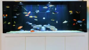 Vi sinh dạng nước FISHTON cao cấp cho hồ Koi cá vàng Dĩa Alli giúp trong nước xử lý mùi khí độc màu vàng nước