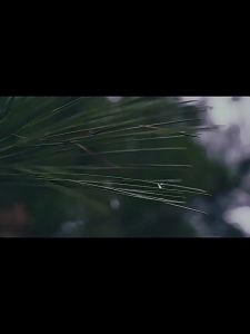 Breguet Mi Body Slightly Tipsy Moisturizing Cold Cream The body is slightly drunk Double moisturizing cold cream Moisturizing lotion Autumn and winter ice melts Moisturizing Lotion  Flagship Store Autumn Winter Ice Cream Skin Care